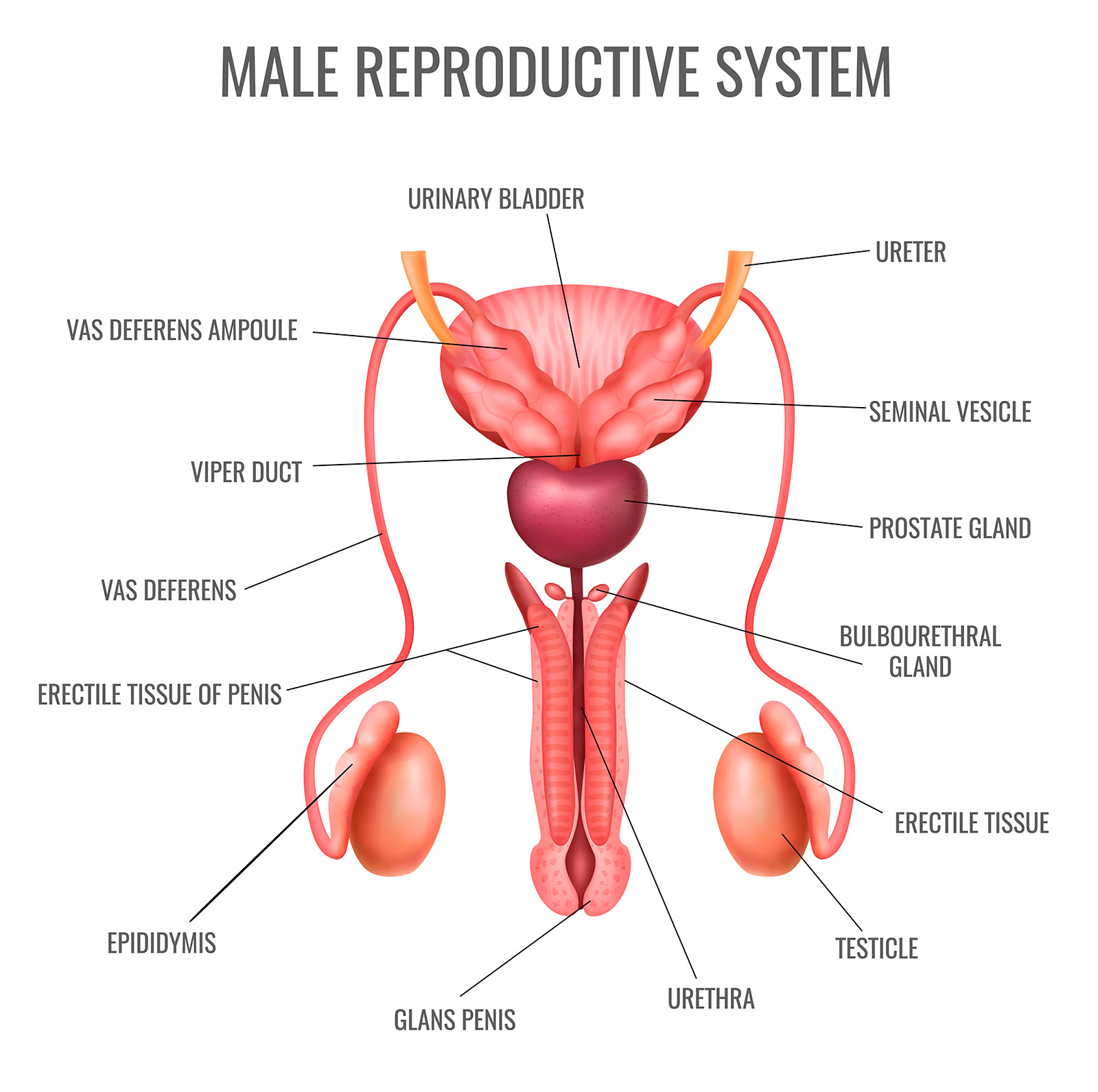 Basics of Male Fertility