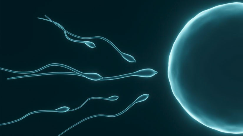 Improving Fertility in Males