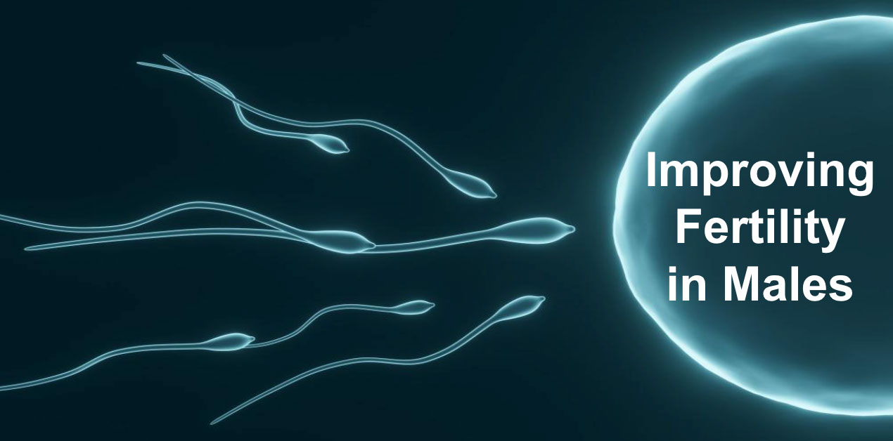 Improving Fertility  in Males